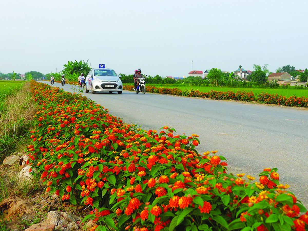 Đường hoa ở xã nông thôn mới Đại Đồng (huyện Văn Lâm, tỉnh Hưng Yên). Ảnh: Cao Khởi.