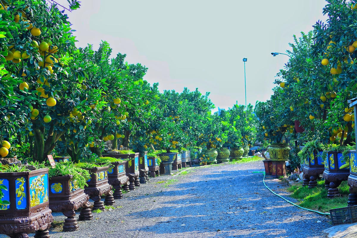Những cây bưởi có gốc to, cổ thụ, giá trị cao sẽ được bày trí ngay sát đường quốc lộ để thu hút sự chú ý của người qua đường.