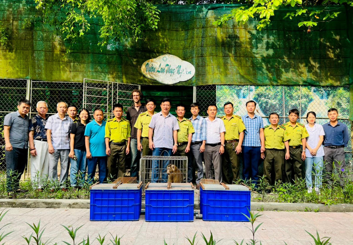 Vườn Quốc gia Vũ Quang tiếp nhận và thả 5 cá thể khỉ mặt đỏ từ Trung tâm Cứu hộ bảo tồn và phát triển sinh vật - Vườn Quốc gia Cúc Phương