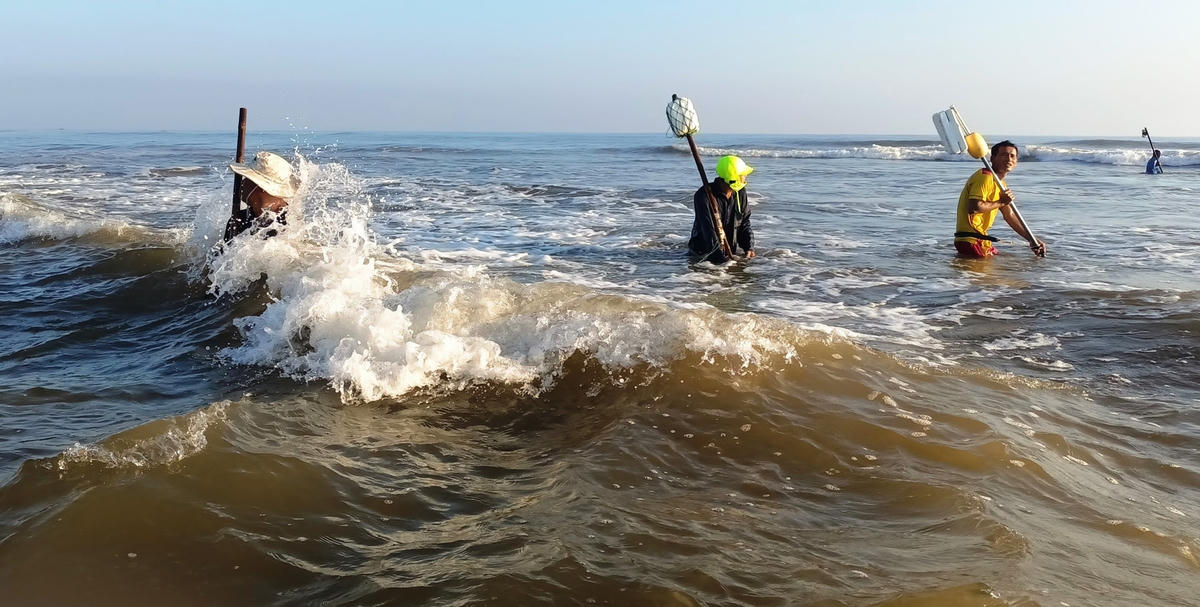 Người dân xã Tam Tiến đánh vật từng cơn sóng biển để cào ốc gạo.