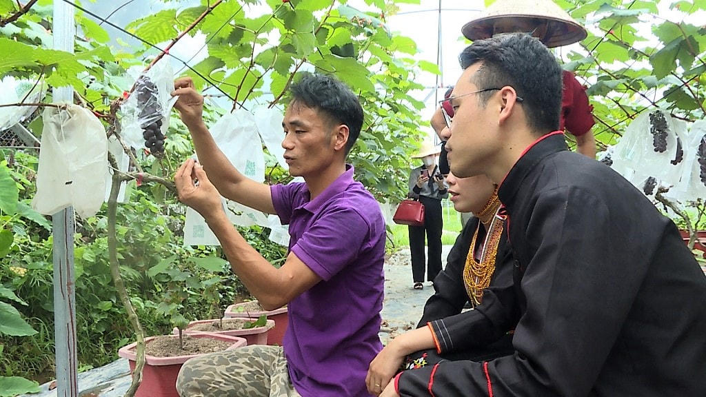 Anh Triệu Văn Chuyên, dân tộc Dao (thôn Đồng Mùng, xã Tân Dân, TP Hạ Long) trao đổi kinh nghiệm về cách chăm bón cây nho với người dân trong thôn.