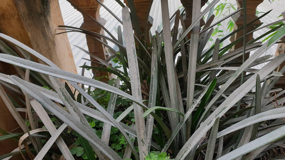  Người dân tại thôn Hồng Sơn không dám mở cửa hoặc phải treo biển bán nhà vì không chịu được cảnh bụi bặm từ nhà máy xi măng, mỏ đá và xe tải hoạt động.