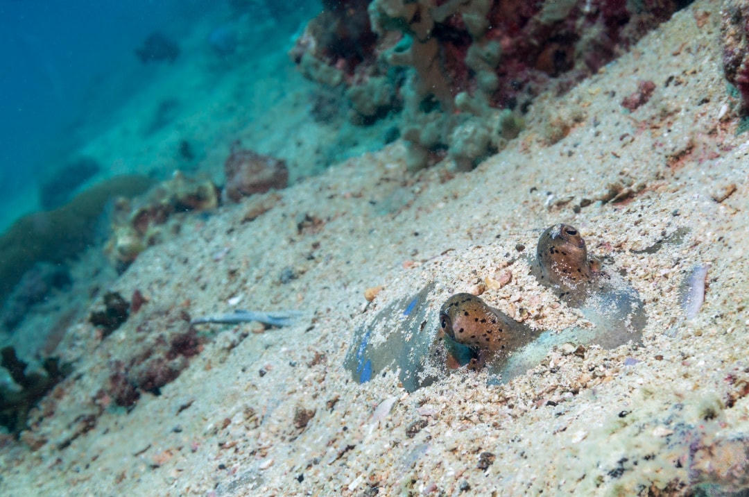 Cá đuối đốm xanh có nọc độc đang chờ đợi con mồi.