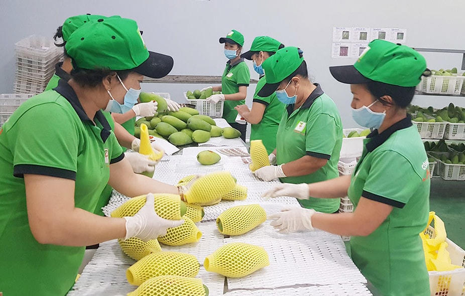 Xuất khẩu trái cây tăng trưởng mạnh.