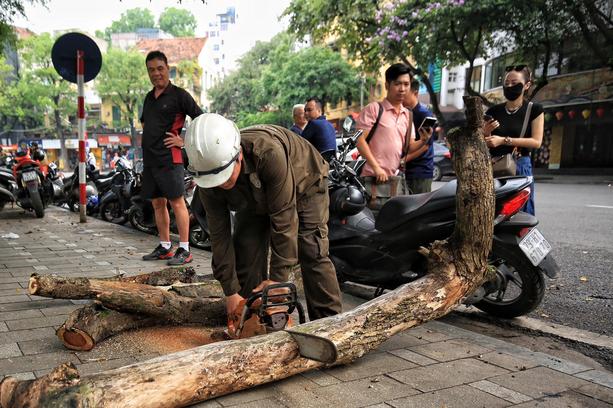 Sau đó gỗ sưa được cắt thành từng khúc nhỏ.