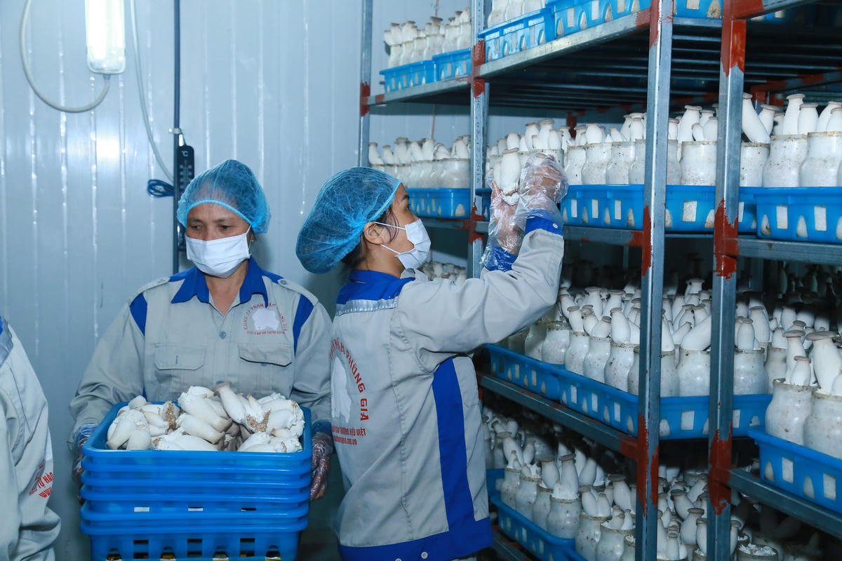 Kinh tế tuần hoàn và cơ hội cho doanh nghiệp
