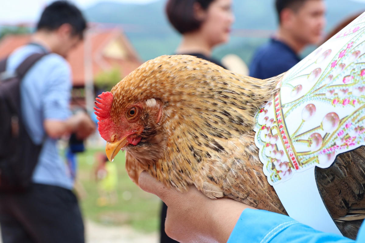 Chân dung “nàng hậu” gà Tiên Yên với chiếc mào mềm, đỏ tươi, đầu mảnh và thanh tú, màu sắc của mấu mắt đỏ và da cam, hai mắt có màu giống nhau, mỏ gà chắc và khớp nhau.