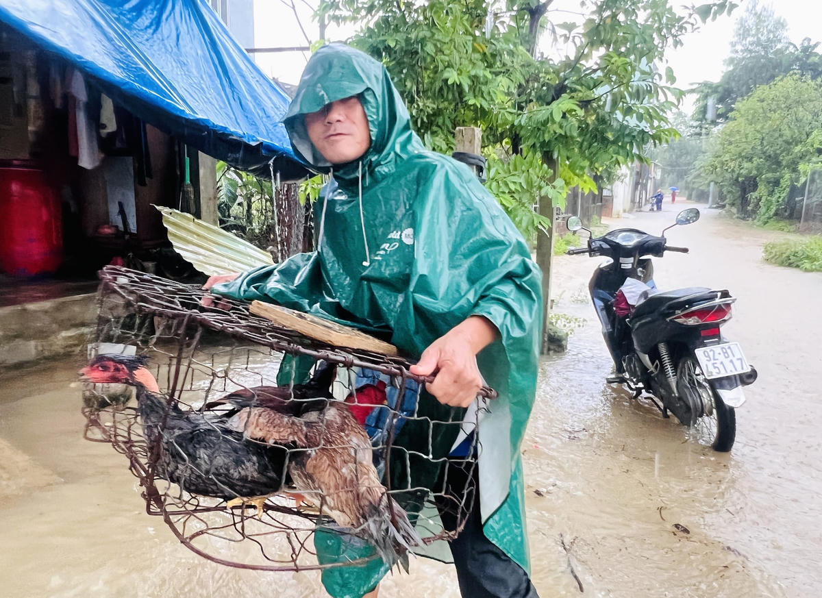 Người dân TP Tam Kỳ đưa gia cầm đến nơi an toàn.