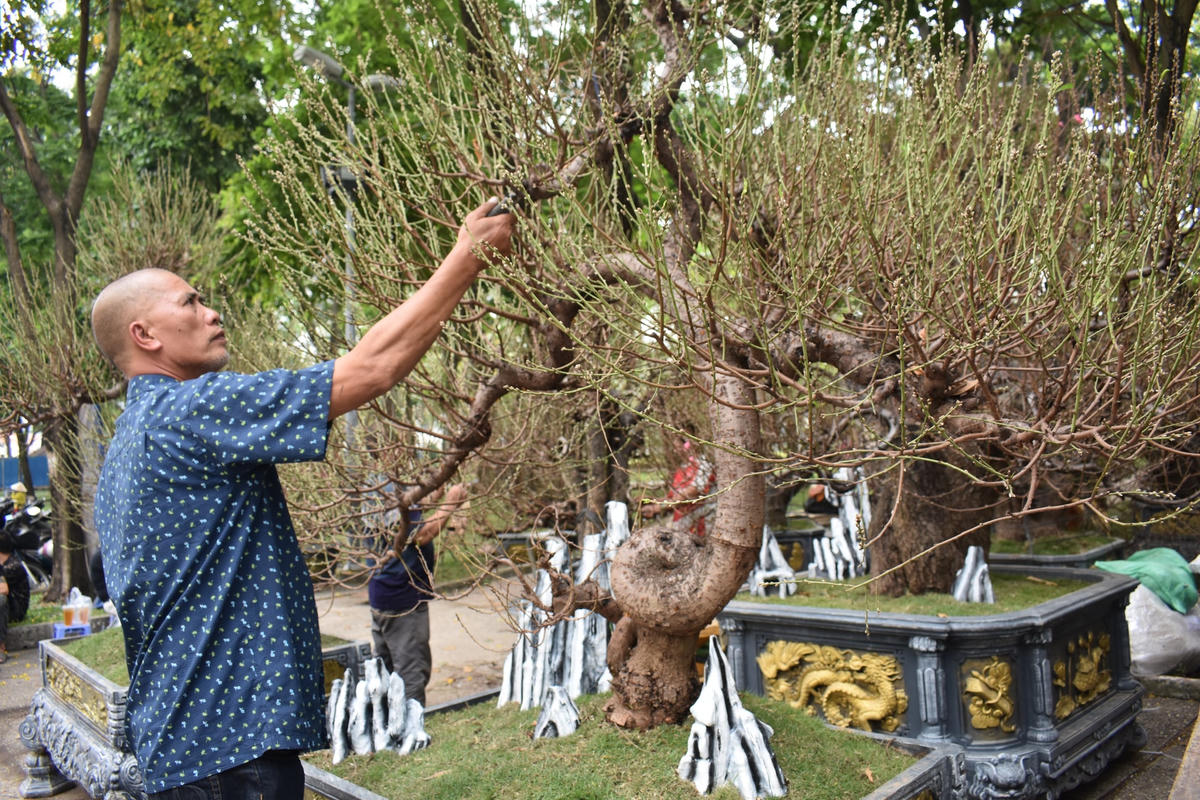 Đào Nhật Tân đã có mặt tại các công viên lớn của TPHCM song sức mua khá yếu.