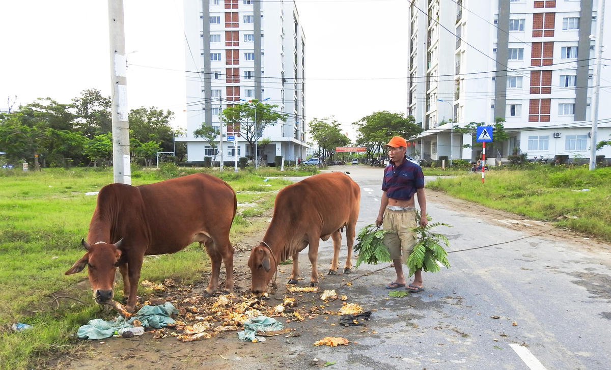 Người đàn ông chăn bò cho biết mình tên là Minh, trú tại tổ 26 phường Hòa Minh. Ảnh: B.Nguyên.
