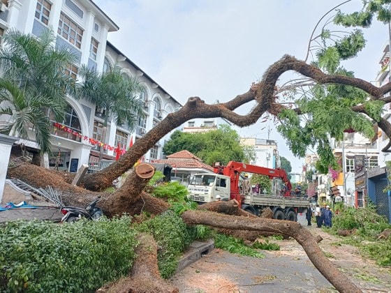 Cây xanh đổ ở trường THCS Trần Văn Ơn.