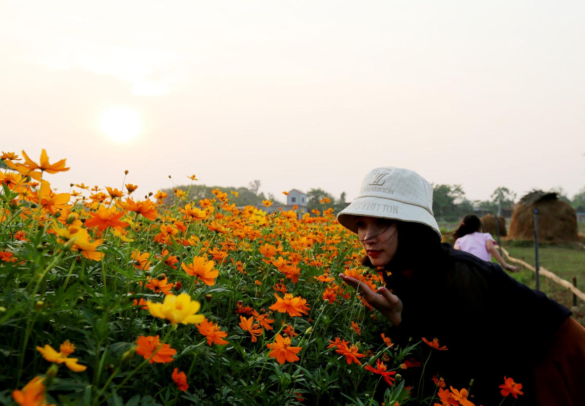 Buổi chiều và các ngày nghỉ, con đường hoa thu hút đông đảo người dân địa phương đến dạo bộ, chụp ảnh trải nghiệm.