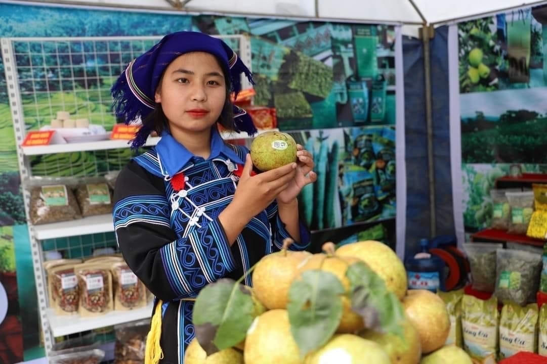 Giống lê VH6 đang được Nậm Pung đưa vào trồng theo chương trình chuyển dịch cơ cấu cây trồng.