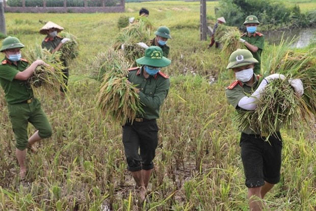 Một số hộ dân trên địa bàn huyện Sông Lô, tỉnh Vĩnh Phúc thuộc diện F1, F2 đang phải cách ly y tế theo quy định về phòng chống dịch Covid-19, trong khi vụ lúa đã đến thời gian thu hoạch. Cán bộ, chiến sỹ công an huyện Sông Lô, tỉnh Vĩnh Phúc đã giúp dân gặt lúa nhằm chia sẻ sự khó khăn, vất vả với người dân. (Ảnh: TTXVN phát).