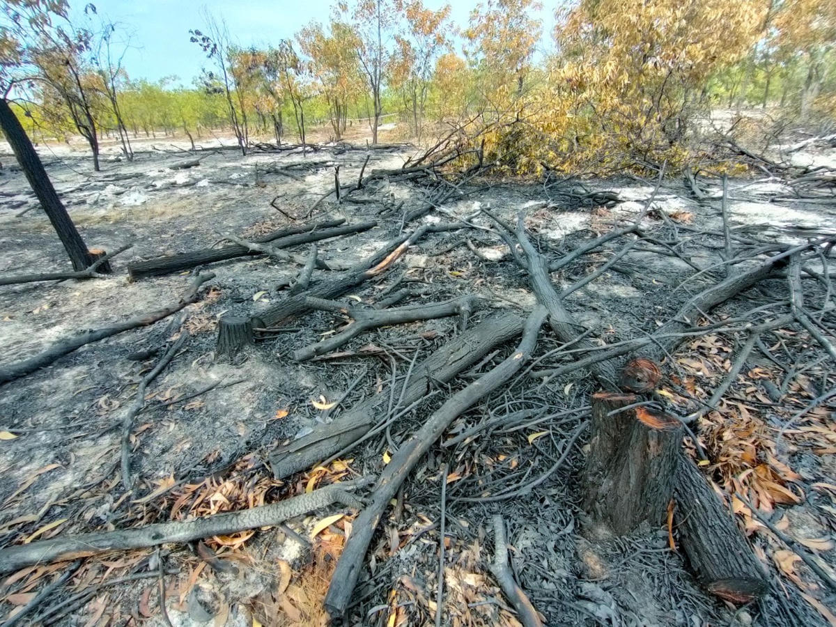 Một khu vực diễn tập cây cối bị cháy đen.