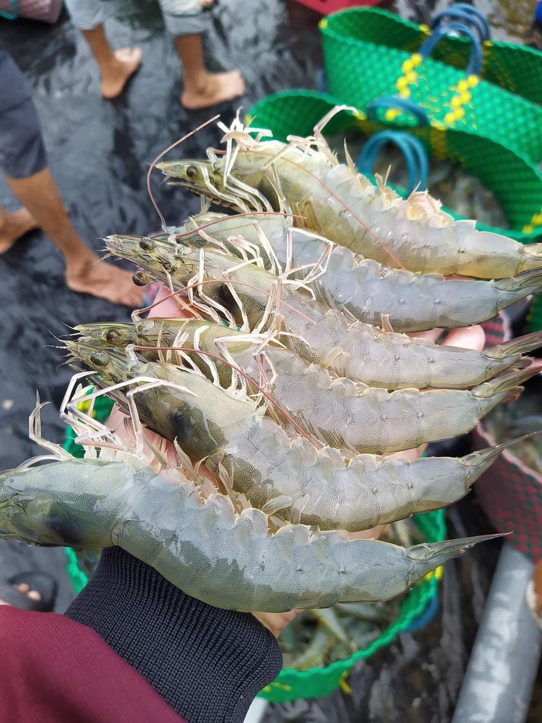 Giá tôm đang ở mức thấp nên đa số người nuôi tôm không có lãi.