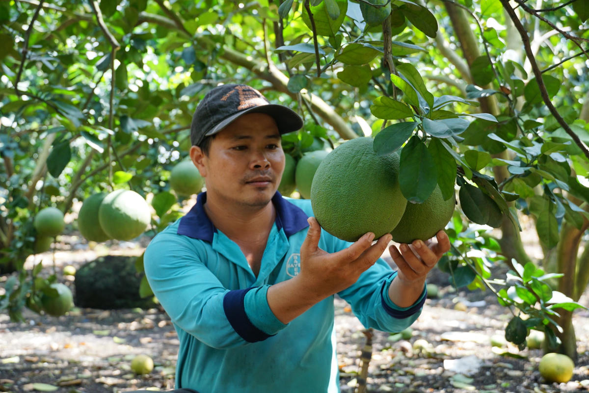 Nông dân Ngô Ngọc Sơn kiểm tra trái bưởi đã đạt yêu cầu chưa trước khi xuất vườn. Ảnh: Mạnh Thìn.