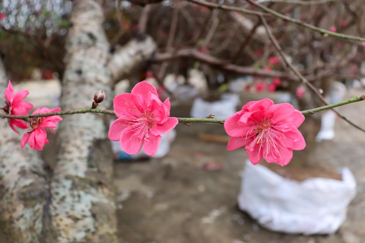 Theo chia sẻ của những người bán hàng, vào những ngày này, cũng có nhiều người đội mưa đi xem hoa, lựa chọn cây về chưng Tết cho gia đình, cơ quan, đơn vị. Tuy nhiên, người xem và hỏi thì rất đông xong ít người "xuống tiền" để lấy cây.