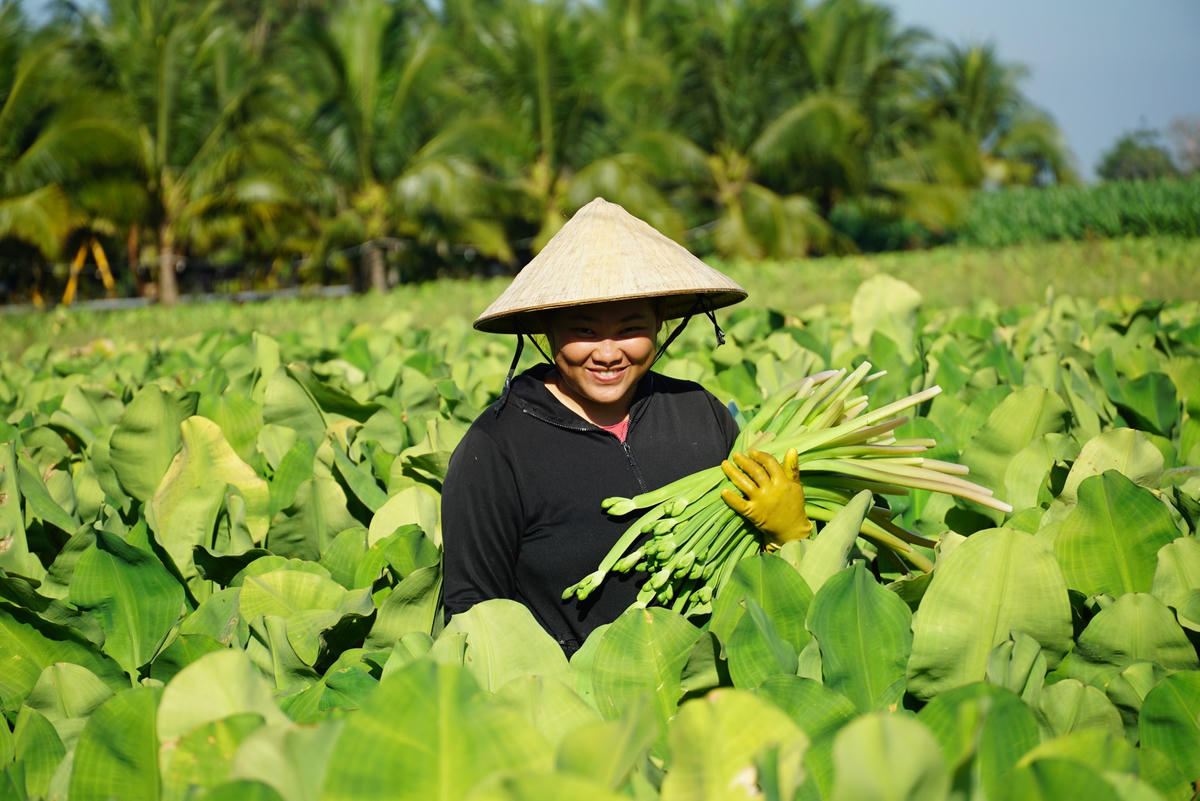 Nông dân xã Lang Minh vui vì kèo nèo được giá. Ảnh: Mạnh Thìn.