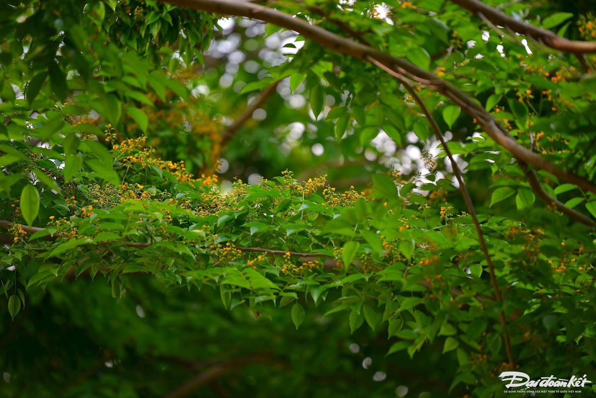 hoa_giang_huong-le-khanh10.jpg