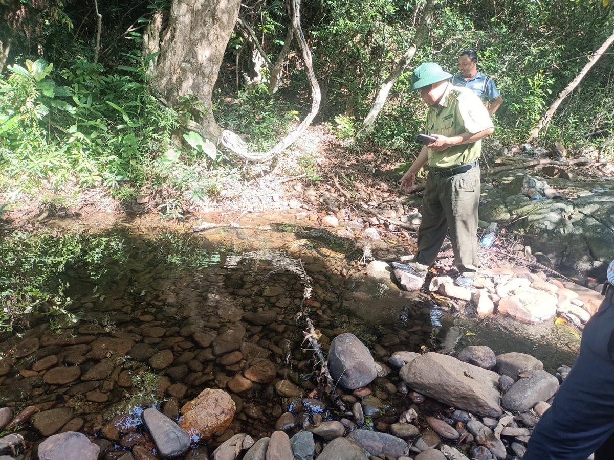 Cá thể trăn được thả về môi trường tự nhiên.