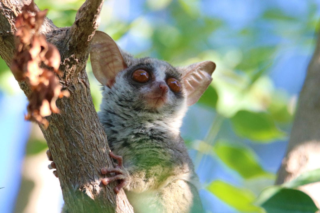 Những loài động vật có thể thụ phấn