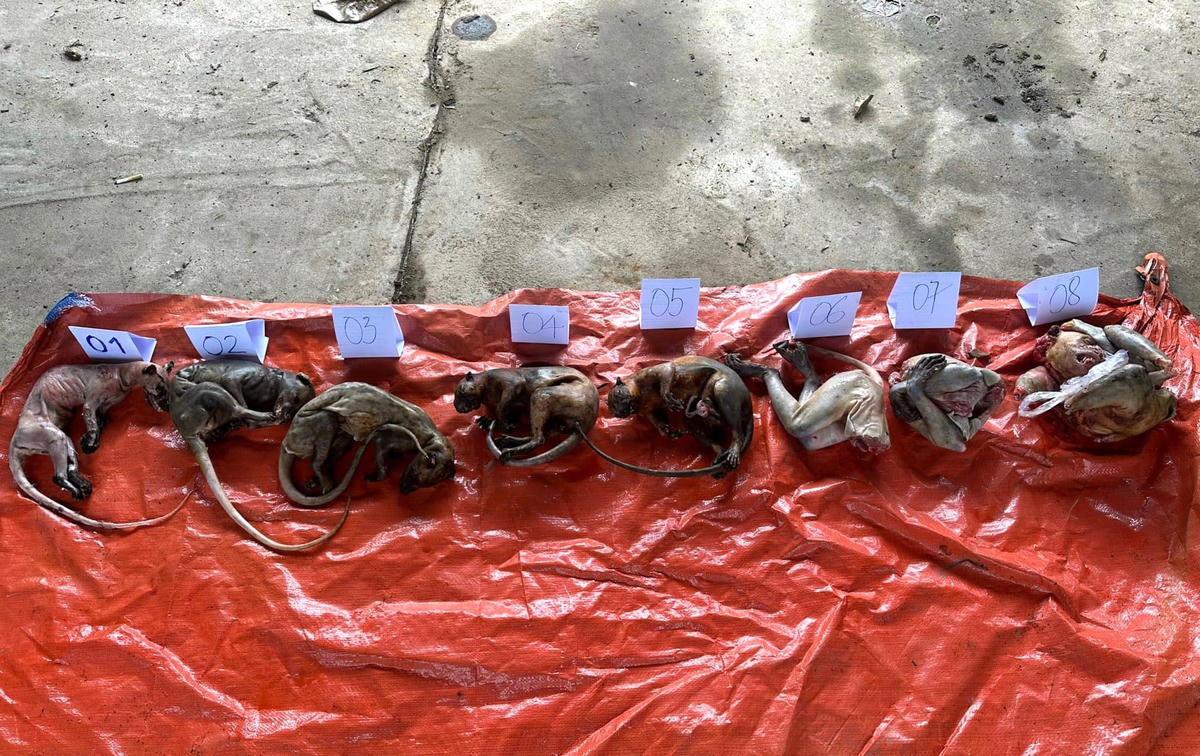 Lực lượng Công an tạm giữ 8 cá thể động vật trái phép tại nhà bà D.