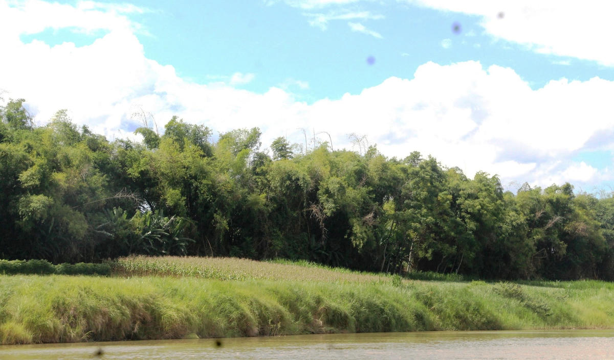 Dãy tre, cây bói giữ đất, giữ làng ở xã Đại Thạnh.  