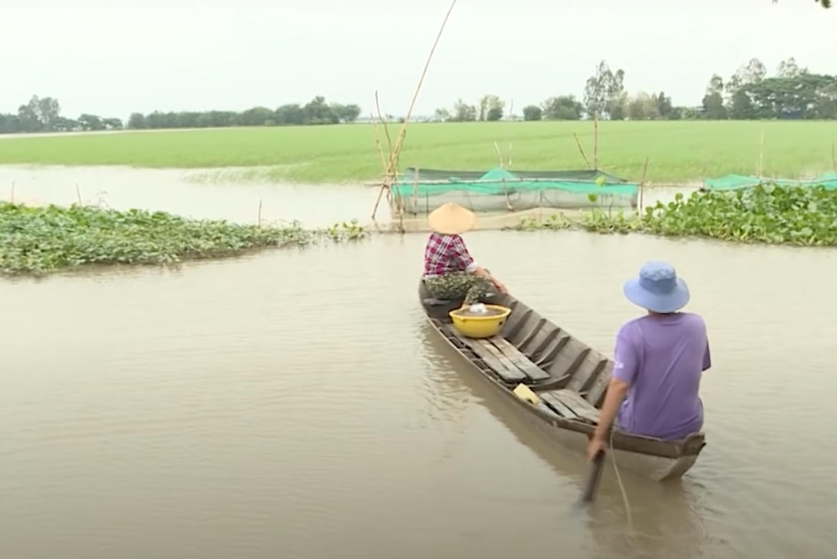 Mô hình 2 lúa-1 cá đang là lối sản xuất thuận thiên, mang lại hiệu quả ở Đồng Tháp.