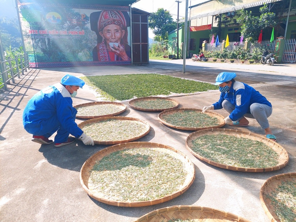 Sản phẩm chè của hợp tác xã sản xuất chế biến chè Phìn Hồ (huyện Hoàng Su Phì, Hà Giang).