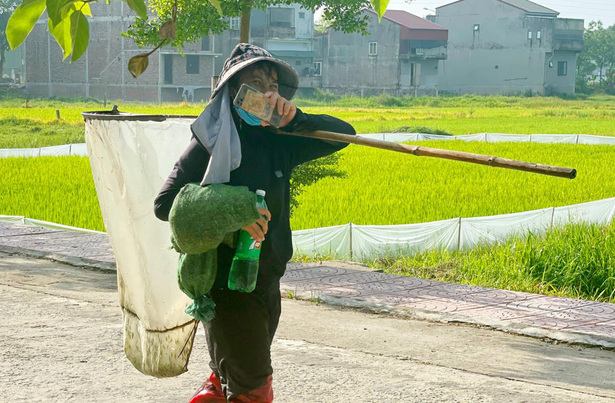 Khoảng 2h sáng, vợ chồng chị Trần Thị Ngọc (trú tại thị xã Hoàng Mai, tỉnh Nghệ An) cùng nhóm 6 người  đi xe máy vượt hơn 100km vào các vùng quê ở Hà Tĩnh để bắt cào cào.  