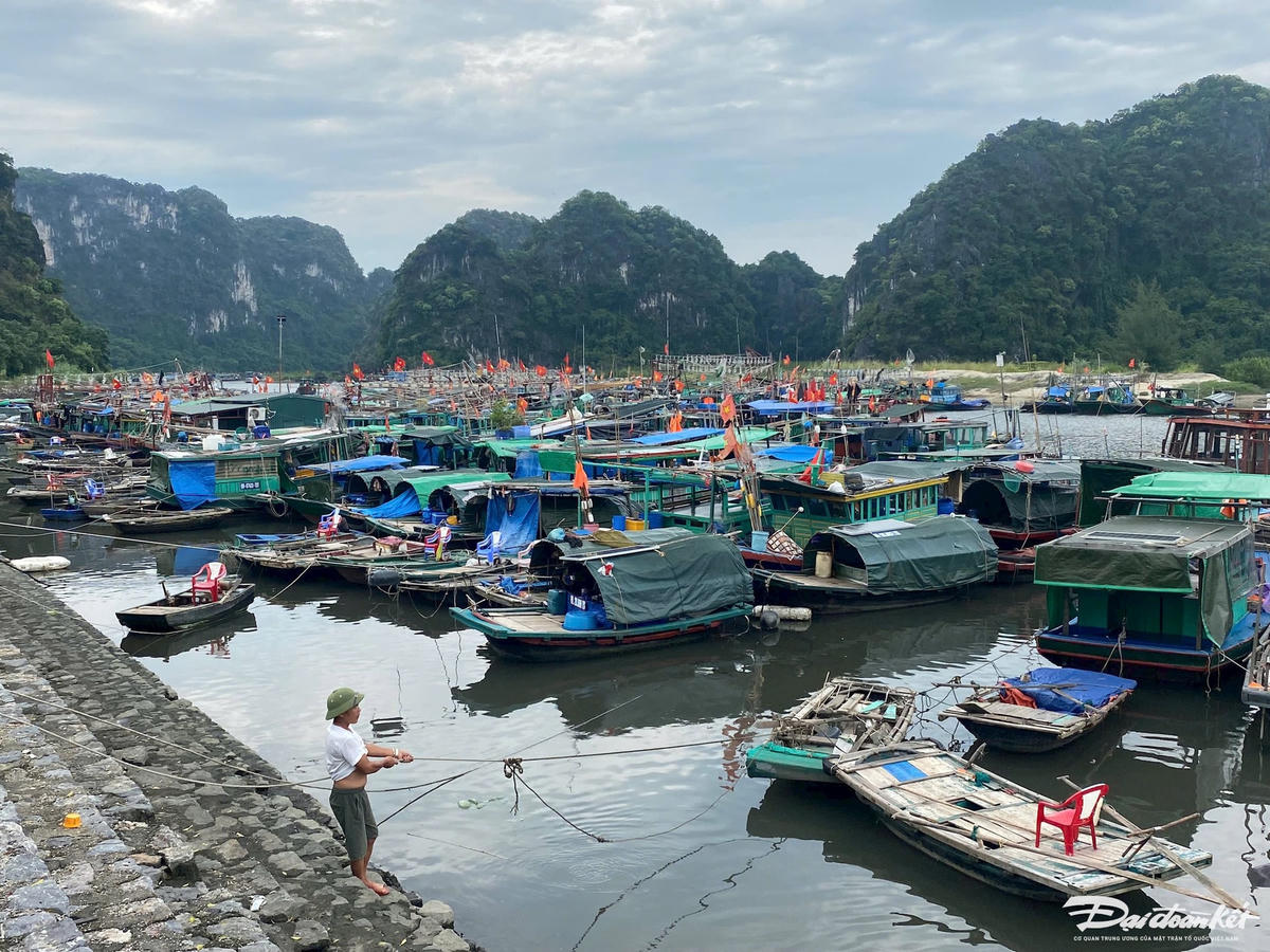 Sáng 6/9, nhiều tàu thuyền đã di chuyển về neo đậu tại bến Cái Xà Cong (TP Hạ Long, Quảng Ninh)...
