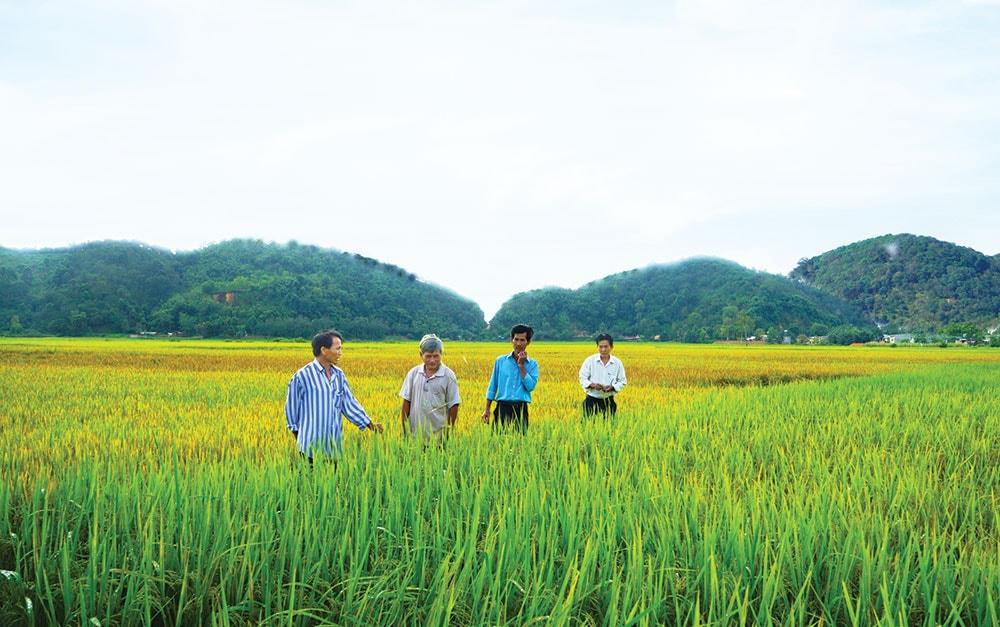 Ruộng đối chứng RVT ở trung tâm huyện Cát Tiên (Lâm Đồng).