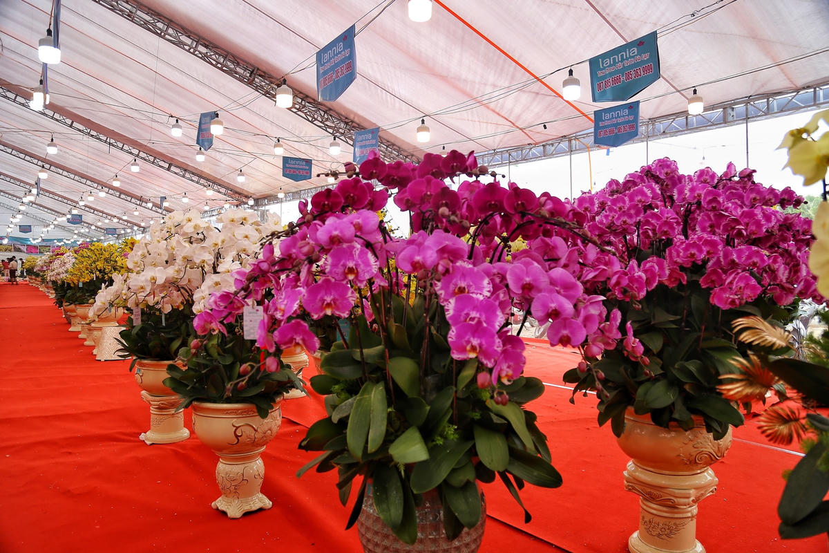 Hà Nội: Chậu lan hồ điệp khổng lồ 'hét' giá 1,6 tỷ đồng