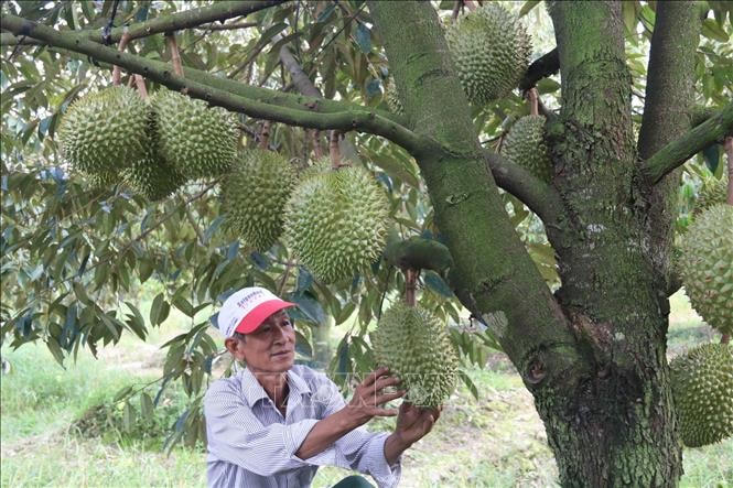 Tỉnh Tiền Giang hiện có gần 18.000ha sầu riêng. Ảnh: TTXVN.