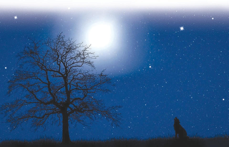 đêm hè - Sao chép