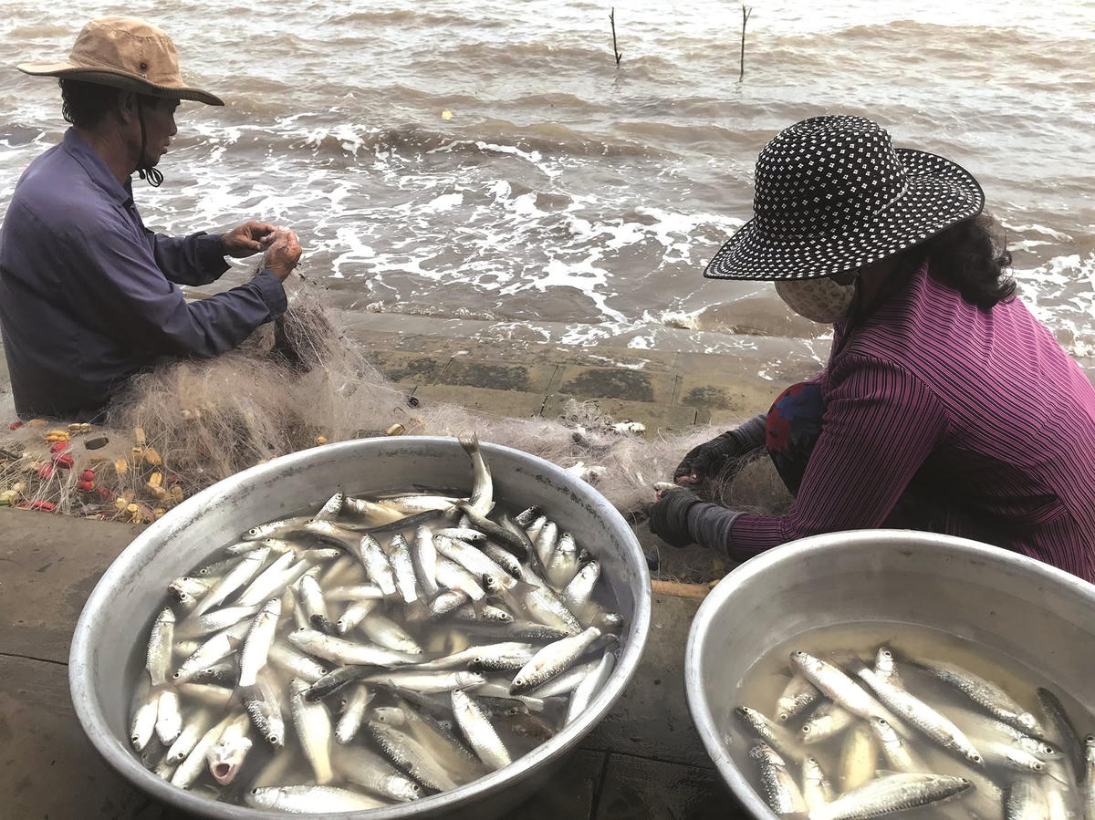 Ảnh 3-Rộn ràng mùa cá đối trứng