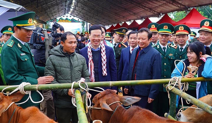 Chương trình "Xuân Biên phòng ấm lòng dân bản" đã trao tặng 15 con bò giống cho các hộ nghèo tại huyện A Lưới. Ảnh: N. Hiếu.