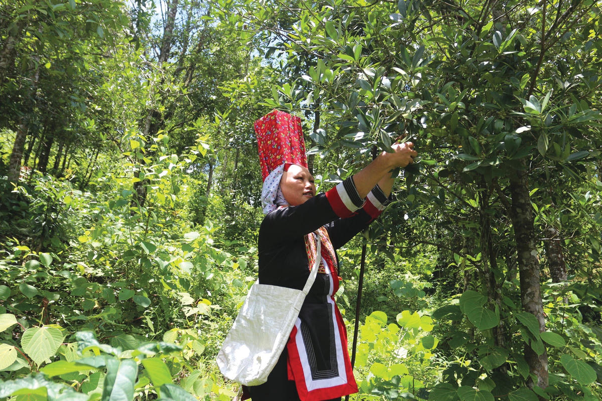 Mỗi năm, cây hồi cho quả hai vụ vào tháng 4 và tháng 8 âm lịch.  