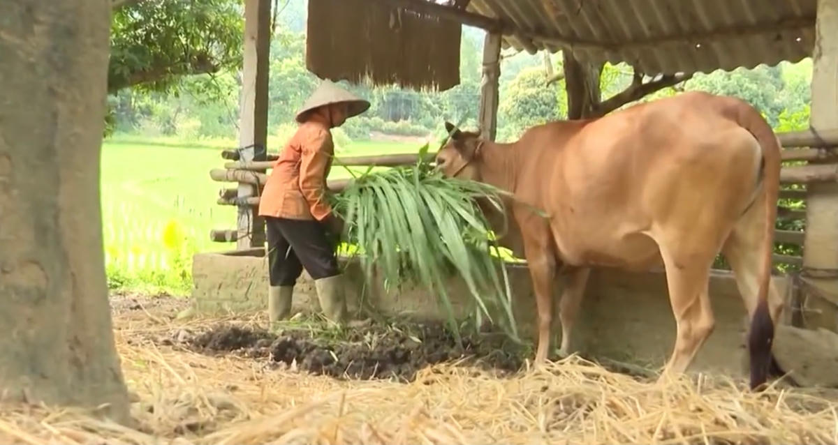 Dự án hỗ trợ nuôi bò sinh sản đã giúp hàng chục hộ nghèo tại thôn Trì Thượng, xã Trì Quang vươn lên thoát nghèo.