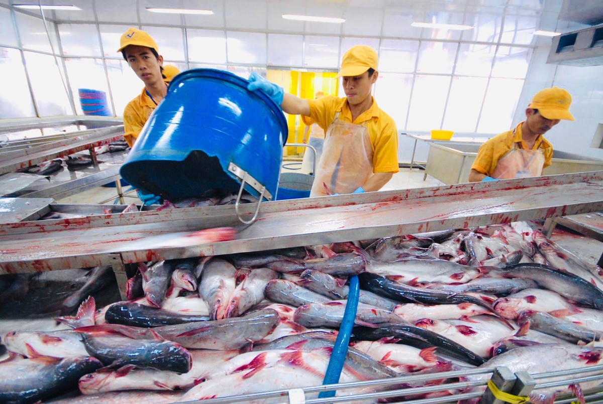 Xuất khẩu cá tra tăng mạnh ở nhiều thị trường.  