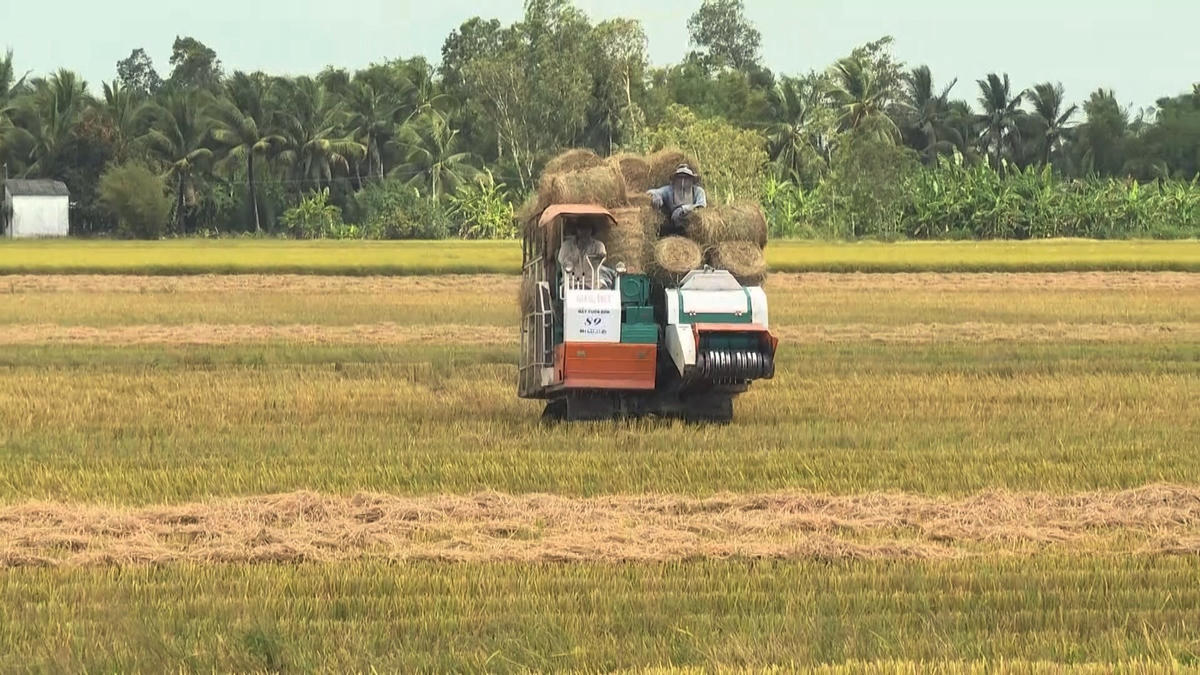 Máy cuộn rơm đang thu dọn rơm rạ trên ruộng.