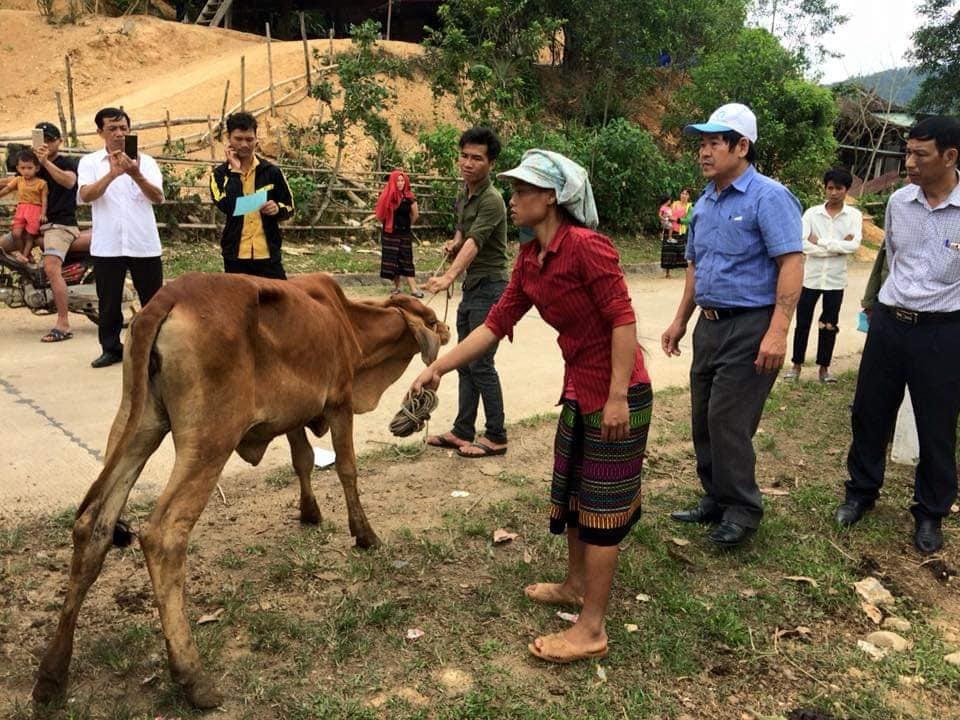 Trao bò giống hỗ trợ sinh kế cho người nghèo tỉnh Quảng Trị.