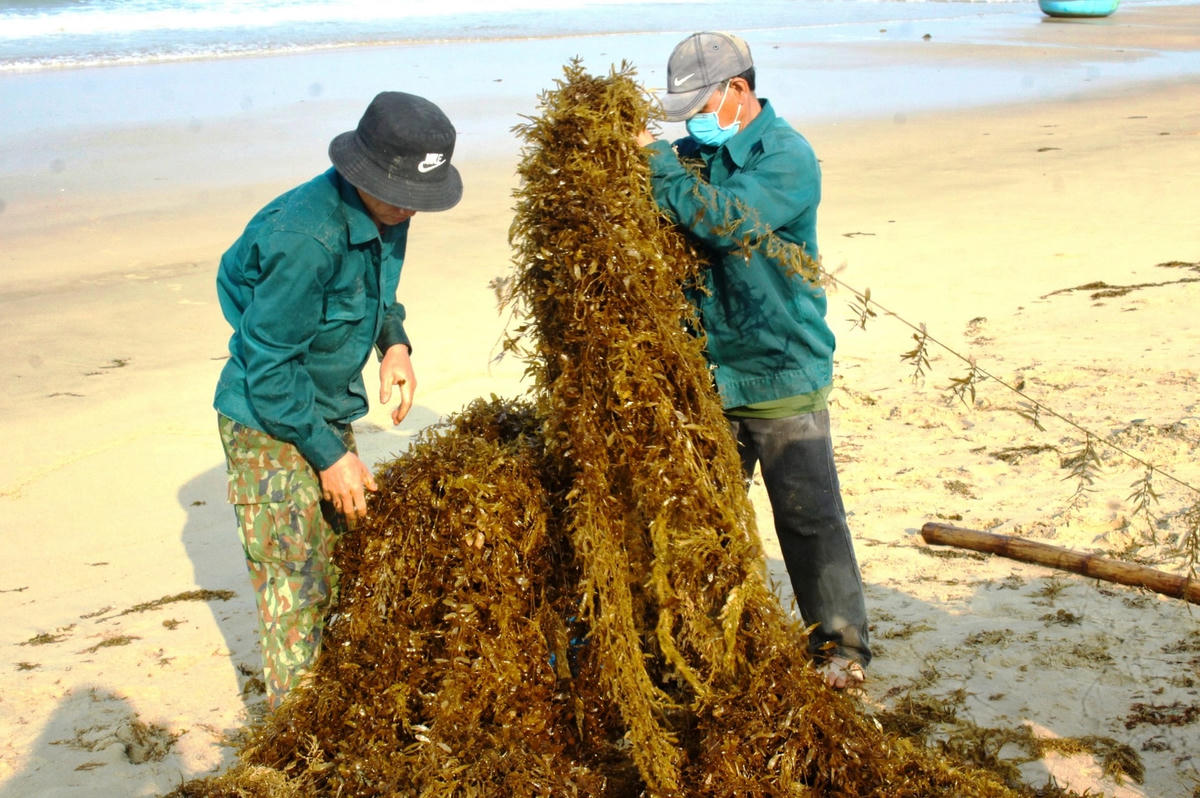 Rong mơ tươi có giá hơn 6.000 đồng/kg.