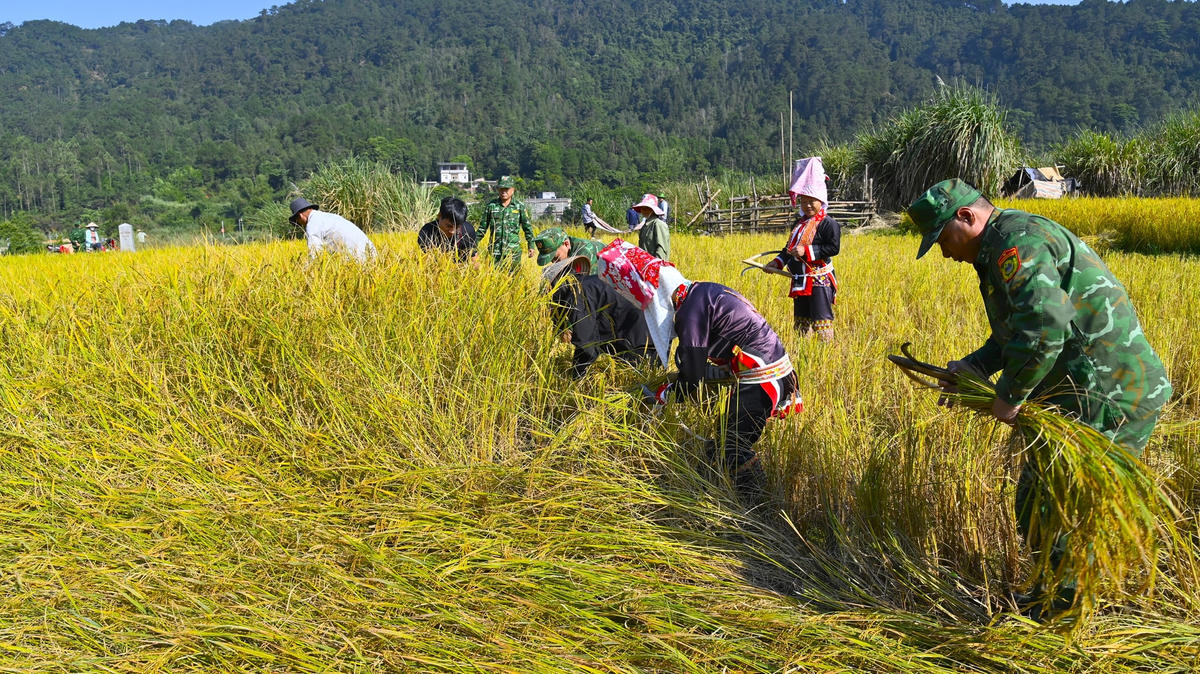 Thời tiết mùa này ở Đồng Văn rất khắc nghiệt, ngày nắng, chiều tối thường có mưa, đêm có sương mù, trong khi đó diện tích trồng lúa của người dân chủ yếu ở khu vực đồi núi dốc. Cán bộ, chiến sỹ Đồn Biên phòng cửa khẩu Hoành Mô đã hỗ trợ, giúp đỡ các hộ gia đình chính sách, có hoàn cảnh khó khăn, neo người khẩn trương thu hoạch lúa chín, tuốt lúa…
