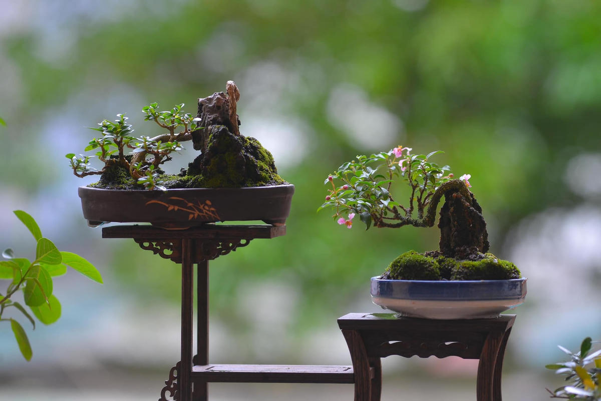 Bộ sưu tập cây bonsai khiến người xem thích mắt, trầm trồ dành lời khen ngợi vì tính mới lạ, độc đáo.