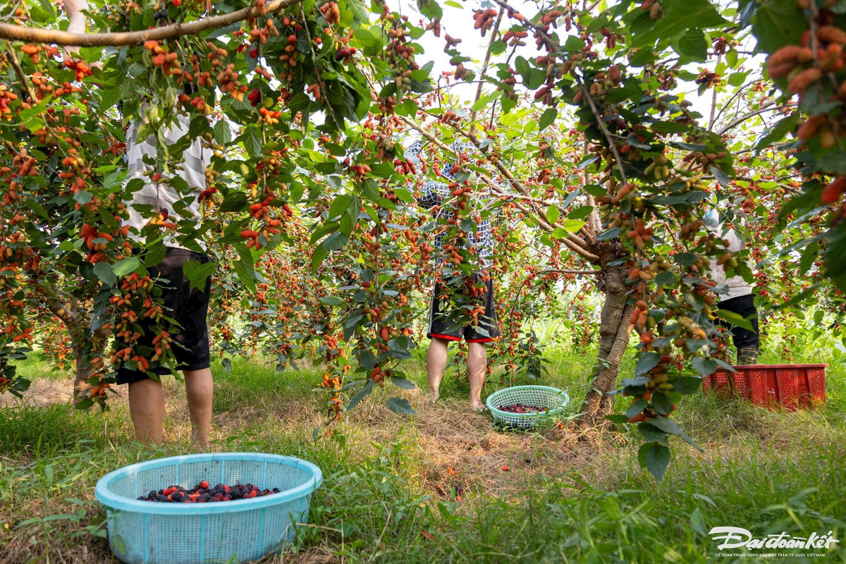 dau_tam-le-khanh28.jpg