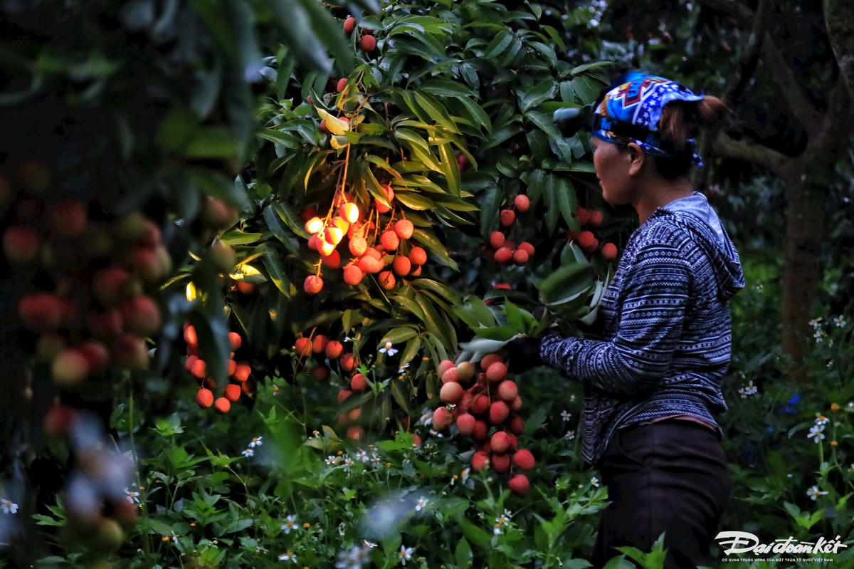vai_thieu-le-khanh16.jpg