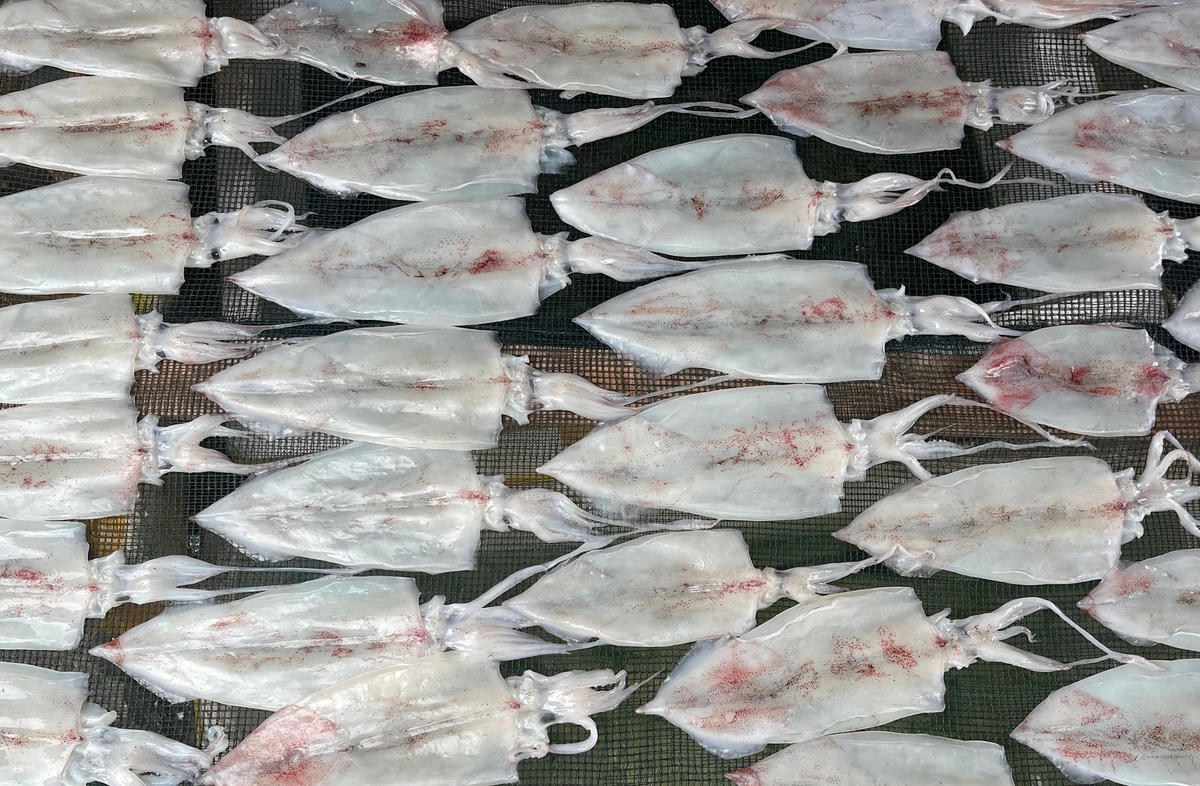 Ảnh 1-Ngư dân vui mùa mực lá