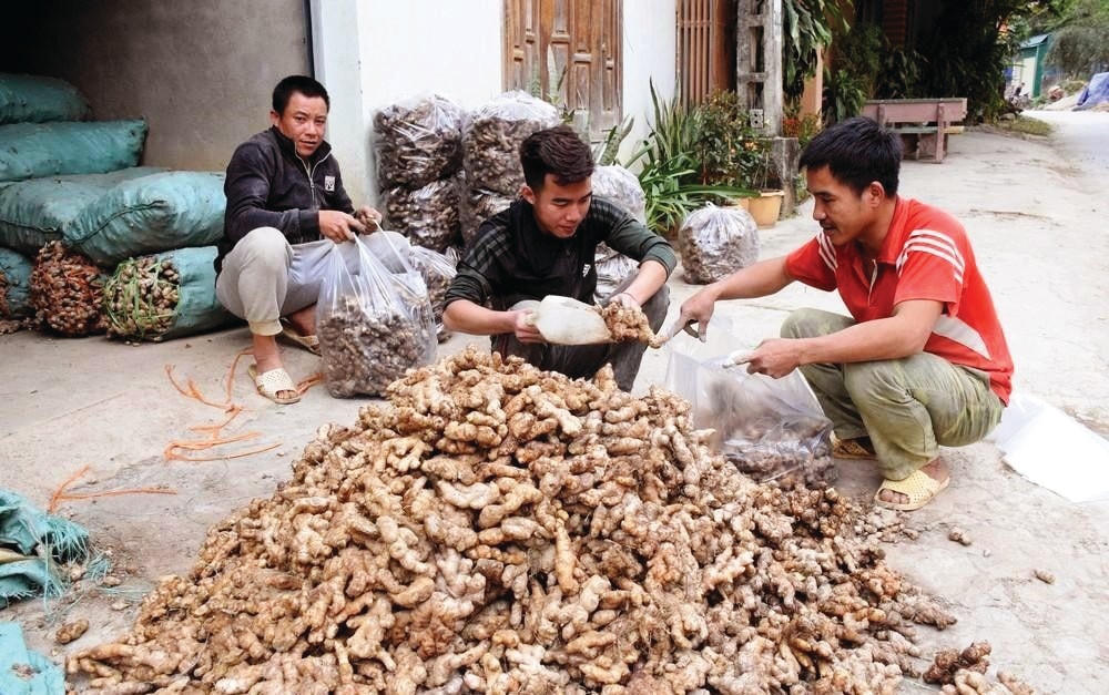 Mùa thu hoạch nghệ ở Na Ngoi.